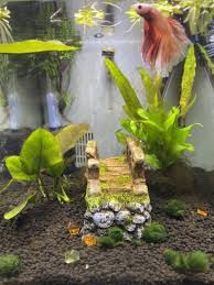 brown algae in 5 gallon tank aquarium