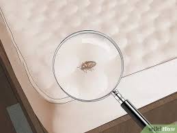 Finding bed bugs in your hotel room can make you feel as if your vacation has ended before it started. 3 Ways To Check For Bedbugs Wikihow