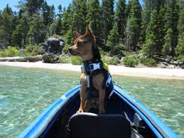 dog friendly beaches in lake tahoe