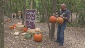 pumpkin patches in dallas fort worth