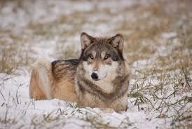 Nov 17, 2020 · at laurel & wolf, our interior designers can help create your dream space. Gray Wolves Wildlife Illinois