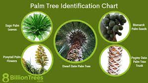 43 Diffe Types Of Palm Trees