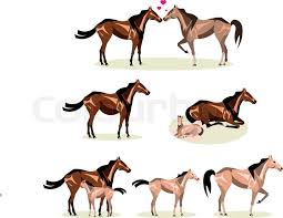Horse Life With All Stages Including Stock Vector