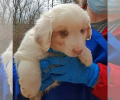Dogs and puppies cats and kittens horses rabbits birds snakes. Puppies For Sale Near Commercial Point Ohio Usa Page 1 10 Per Page Puppyfinder Com