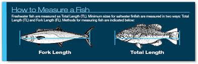Finfish Seasons Limits Sizes Georgia Fishing Regulations