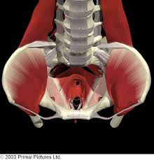 pelvic floor muscle evaluation and