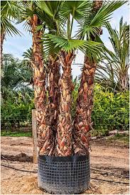 Washingtonia robusta (petticoat palme) topf 12 cm höhe 80cm. Washingtonia Robusta Palm Trees Mexican Fan Palm Multi Trunk From Palm Farm