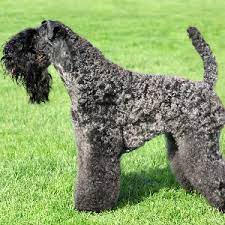 Please call or text for more info and pics. Kerry Blue Terrier Wisdom Panel German