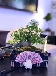 bonsai gift wrapping services