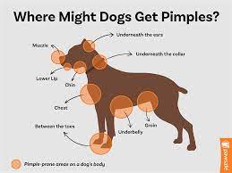 can dogs get pimples what you need to