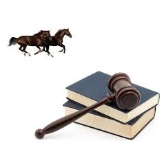 ️ worauf sie achten müssen! Pferdekaufvertrag Warnung Vor Fertigen Vertragsmustern