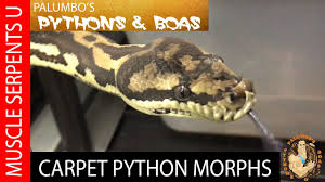 carpet python breeding genetics at