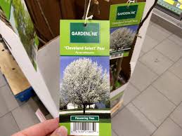 gardenline cleveland select pear tree