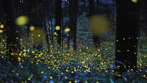 Night Lights Fireflies