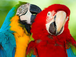 parrot macaw bird hd wallpaper