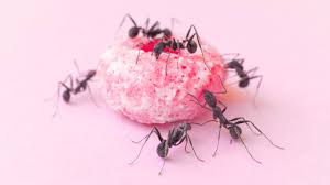 how to get rid of ants howstuffworks