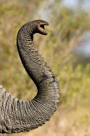 Resultado de imagen de trunk elephant