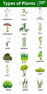 diffe types of plants by life