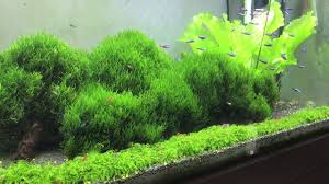 10 must have mosses for your aquarium