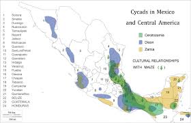 90'+5' final segunda parte, guatemala 2, honduras 1. Ethnobotany Of Mexican And Northern Central American Cycads Zamiaceae Journal Of Ethnobiology And Ethnomedicine Full Text