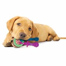 19 best dog toys in 2024 according to