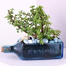 Jade Plant Blue Sapphire Bottle Planter