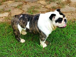 Raider black merle england bulldog. English Bulldog Males Females For Sale In Oklahoma S J English Bulldogs
