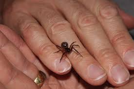The spider's venom can cause localised pain (image: Guest Post The False Scourge Of The False Widow The Elwell Press