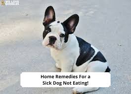 home remes for a sick dog not eating