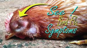 Bird flu, or avian flu, causes symptoms such as fever, cough, and sore throat. Avian Influenza Symptom In Chickens Bird Flu H5n1 Virus Vet Learning Materials Poultry Farming Youtube