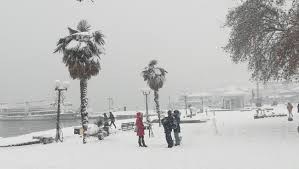 Красавица кларенс живет в холодных горах. Snegot I Mrazot Gi Sotrea Poslednite Dve Palmi Na KeÑot Vo Ohrid Sakam Da Kazham