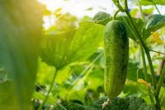 What do cucumbers grow on?