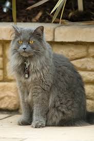british longhair cat the cheshire cat