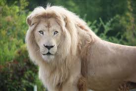 A large, powerful cat (panthera leo), found in africa and sw asia, with a the definition of a lion is a large feline mammal that eats meat and comes from northwest india and africa. Toronto Zoo Animals