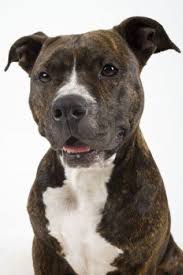 The american pit bull terrier is an athletic breed with a need for physical activity. Mascotasol2 Pitbull Terrier Pitbulls American Pitbull Terrier