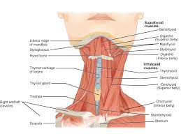 In most of the less severe cases, the pain around rib cage results from strained muscles due to coughing, overstretching or postural changes. 11 4 Identify The Skeletal Muscles And Give Their Origins Insertions Actions And Innervations Anatomy Physiology