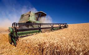 El trigo, el principal rival de la soya en la guerra comercial entre EU y  China - Hablemos del campo