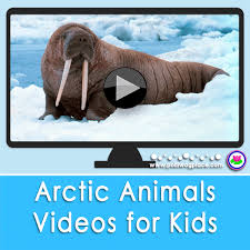 These photos and facts shed light on these mysterious creatures. Arctic Animals Videos For Kids Polliwog Place
