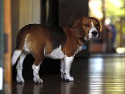 why do dogs slip on hardwood floors