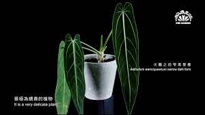火鶴之后窄黑型態Anthurium warocqueanum narrow dark form ］- PIBI GARDEN植物圖鑑005 -  YouTube