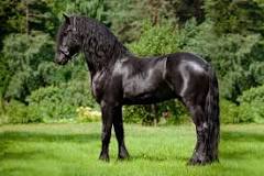 are-friesian-horses-good-jumpers