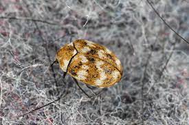 carpet beetles control treatment