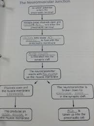 Images Of Neuromuscular Junction Flow Chart The Tired