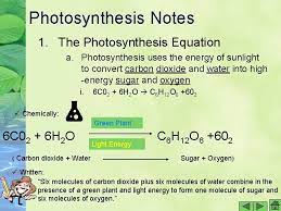 photosynthesis saving for a rainy day