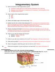 Crossword Puzzle Integumentary System Integumentary