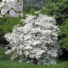 No other plant, all on its own, can make a bigger impact on how your yard. Amazon Com Flowering Dogwood Cornus Florida 10 Seeds By Tropical Oasis Toys Games