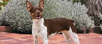 rat terrier dog breed info petfinder