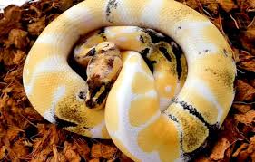 5 Best Substrates For Ball Pythons