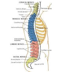 Spinal Cord Injury What Is It And What Does It Affect