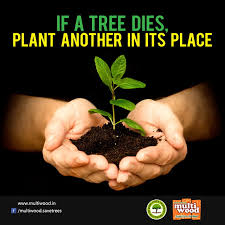 Tree Plantation and Conservation | Save Trees